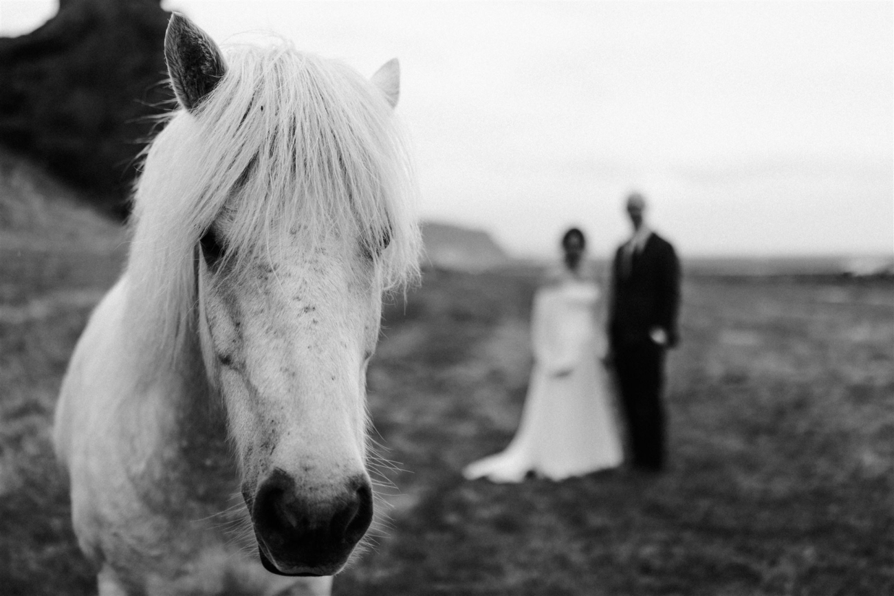 An Icelandic horse in the foreground an american wedding couple in the background.